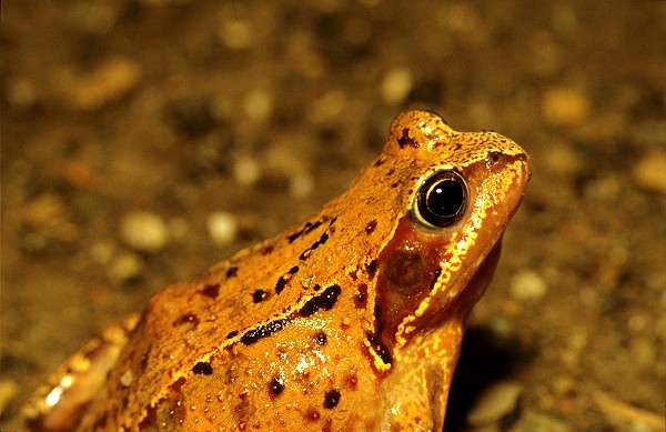Grasfrosch
